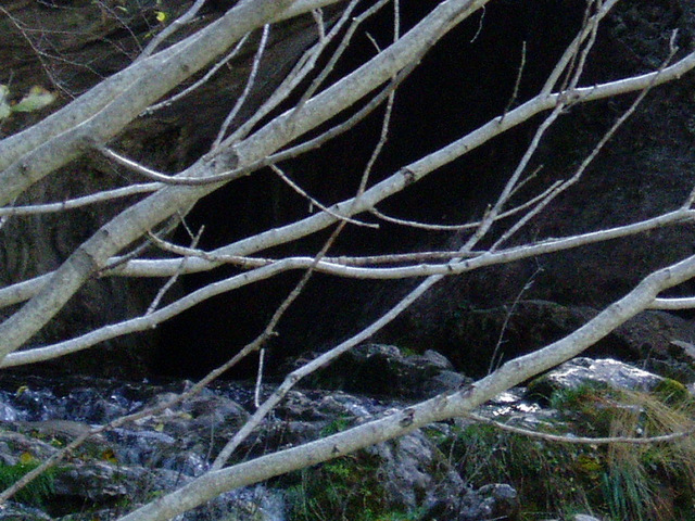 primer plano de ramas sin hojas sobre el lecho de un río